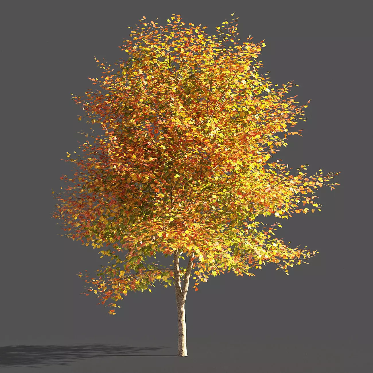 TULIP TREE 1 3D model