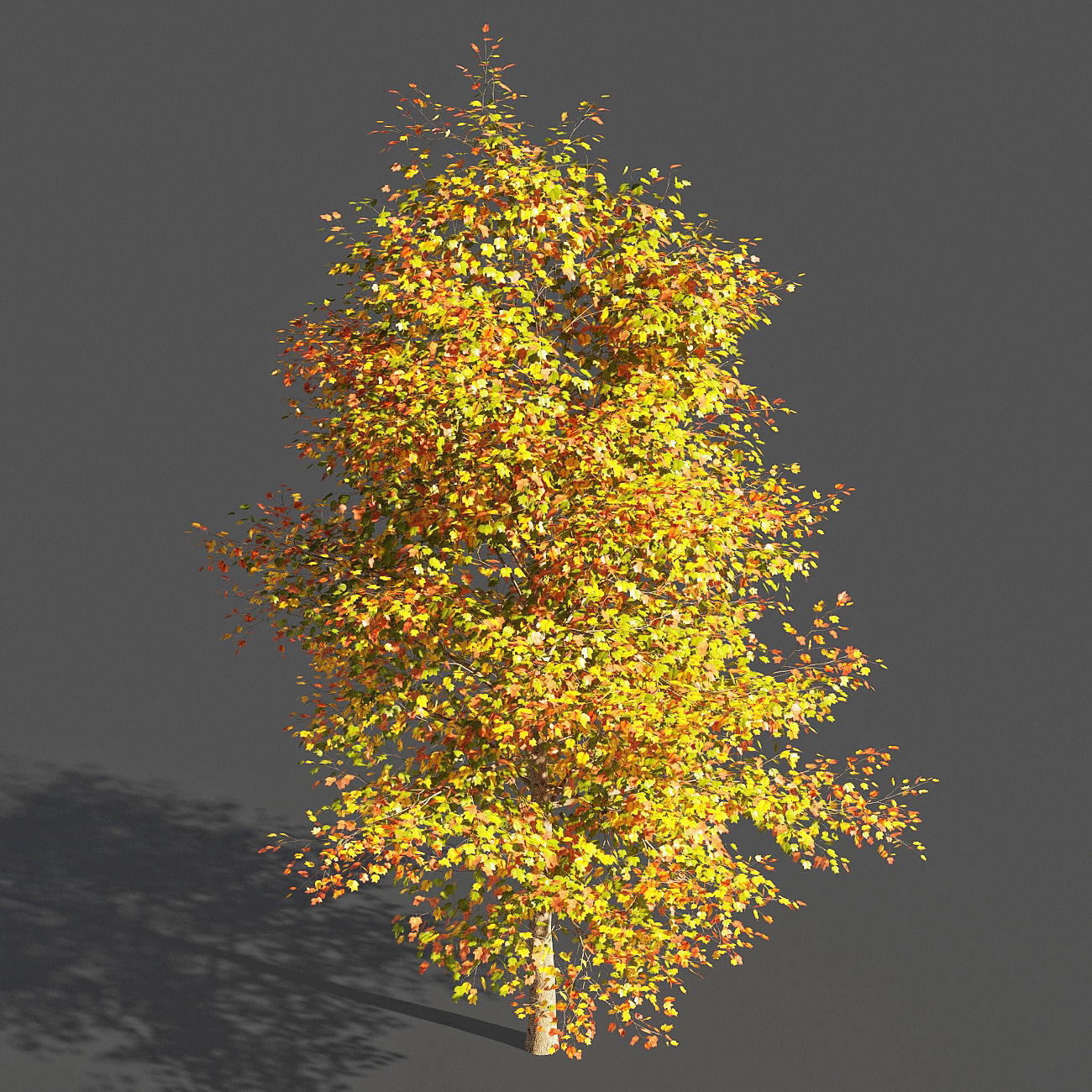 TULIP TREE 2 3D model_1