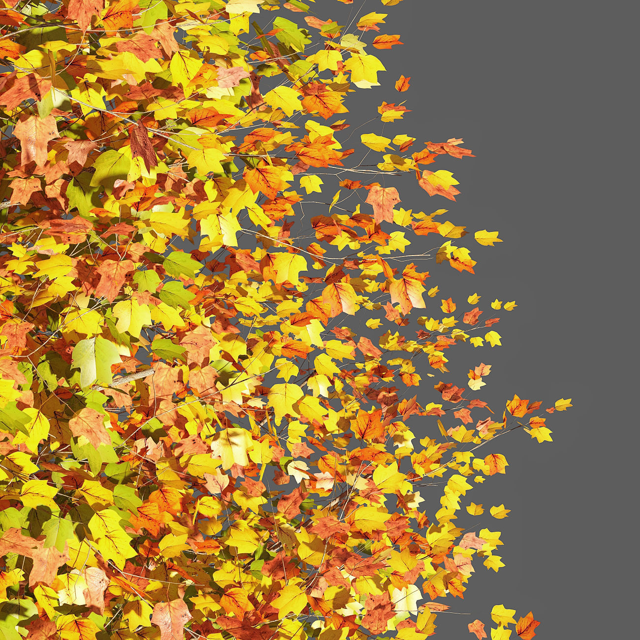 TULIP TREE 2 3D model_2