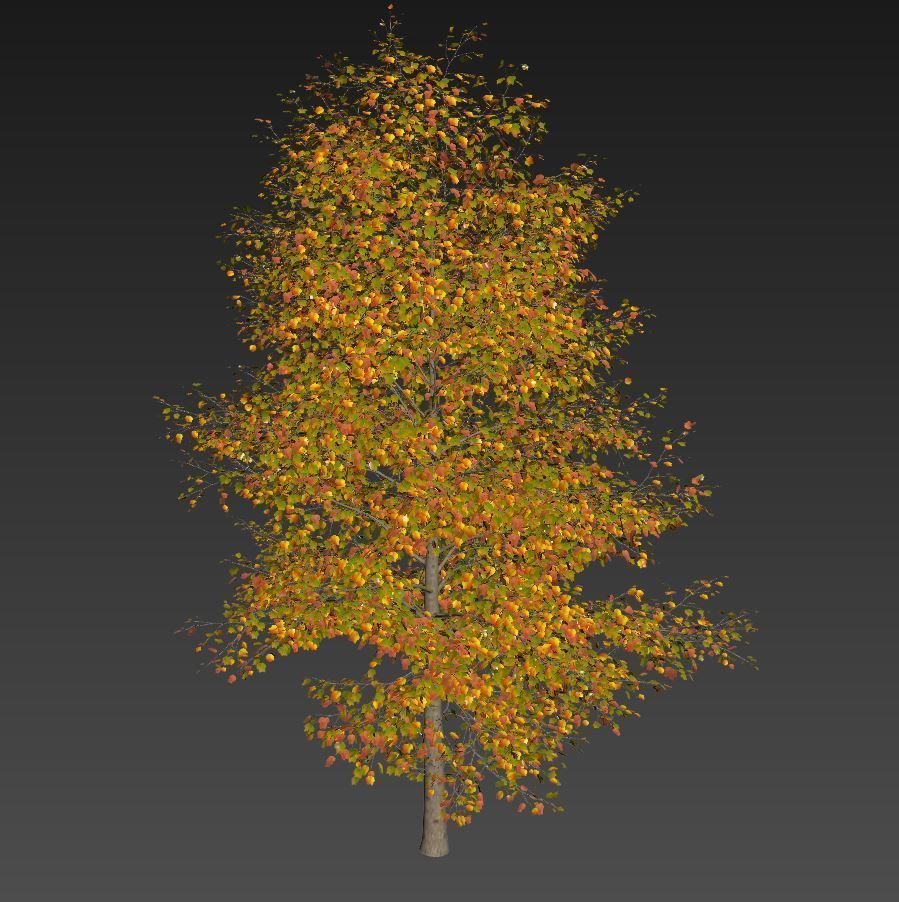 TULIP TREE 2 3D model_4