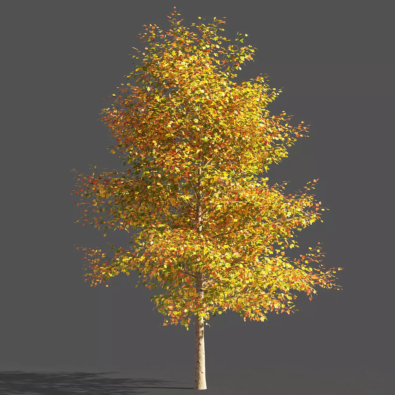 TULIP TREE 2 3D model_0