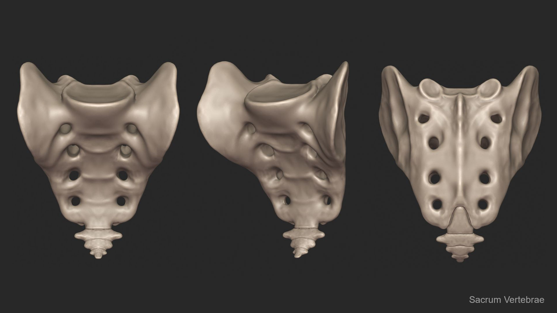 Human Skeletal Torso High Poly 3D model_16