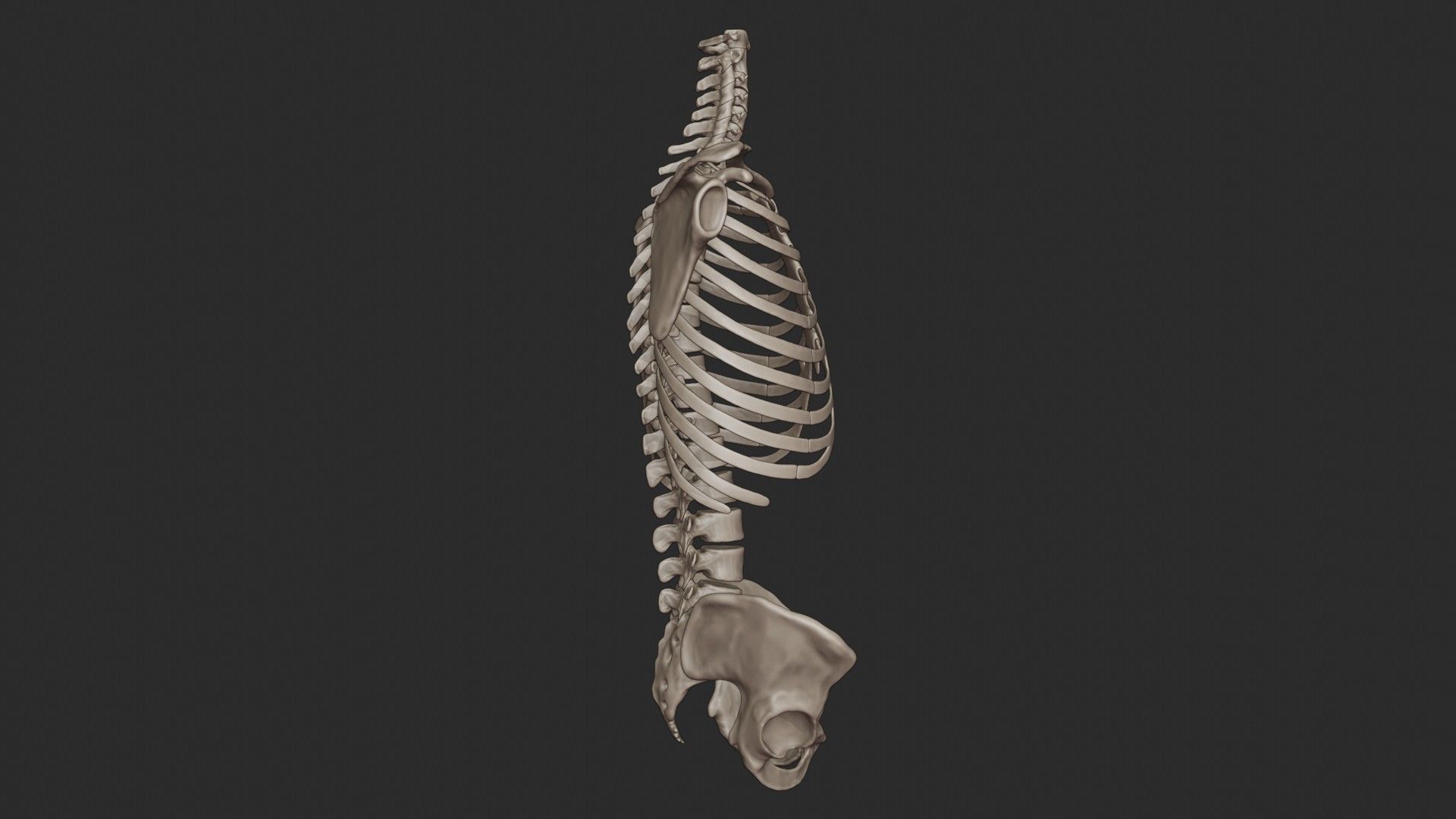Human Skeletal Torso High Poly 3D model_5