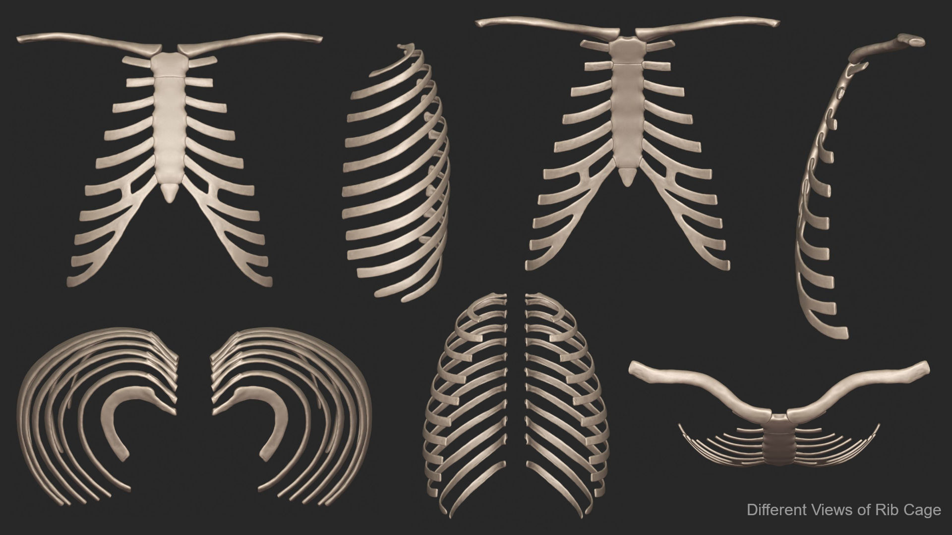 Human Skeletal Torso High Poly 3D model_15