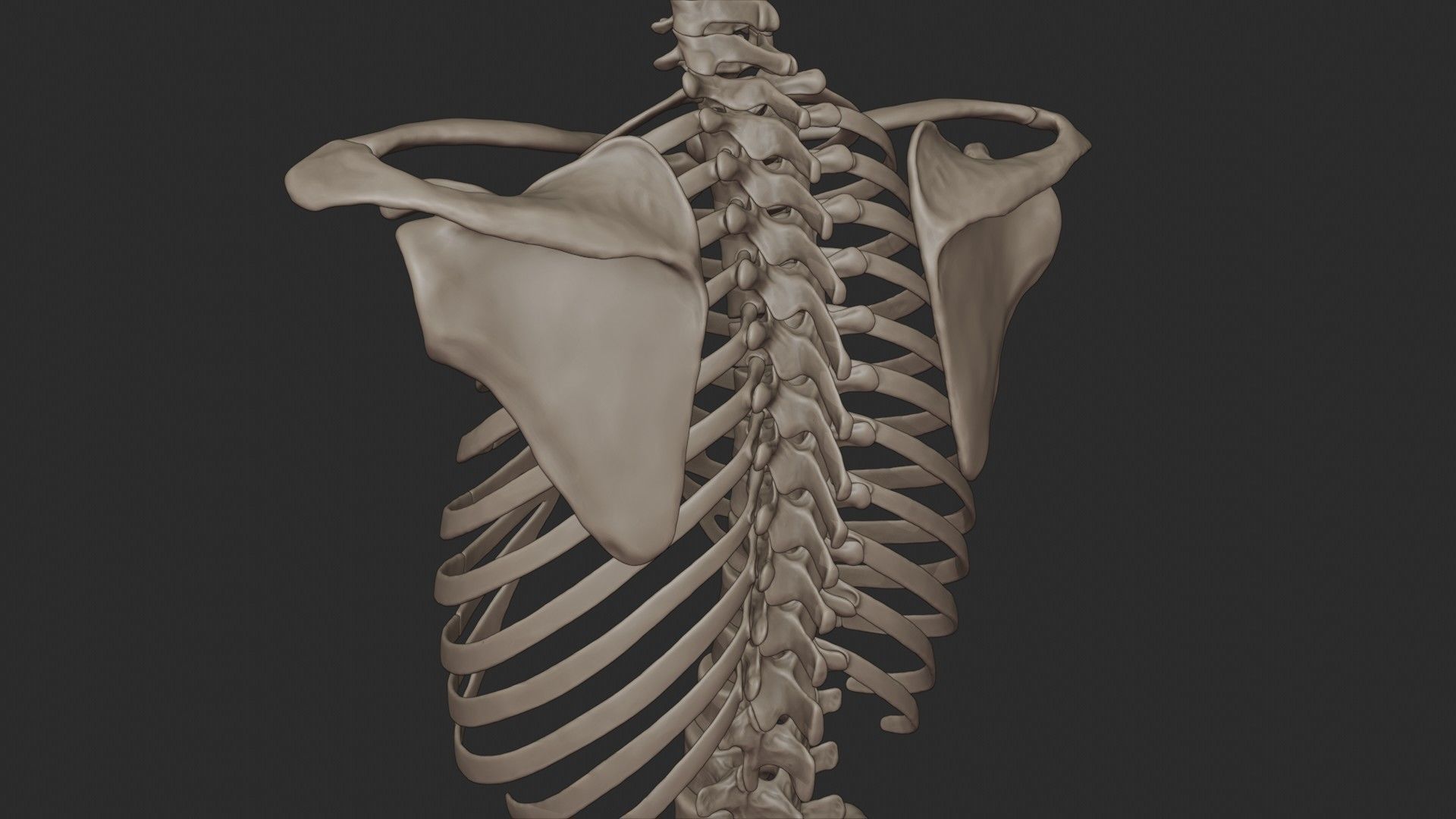Human Skeletal Torso High Poly 3D model_20