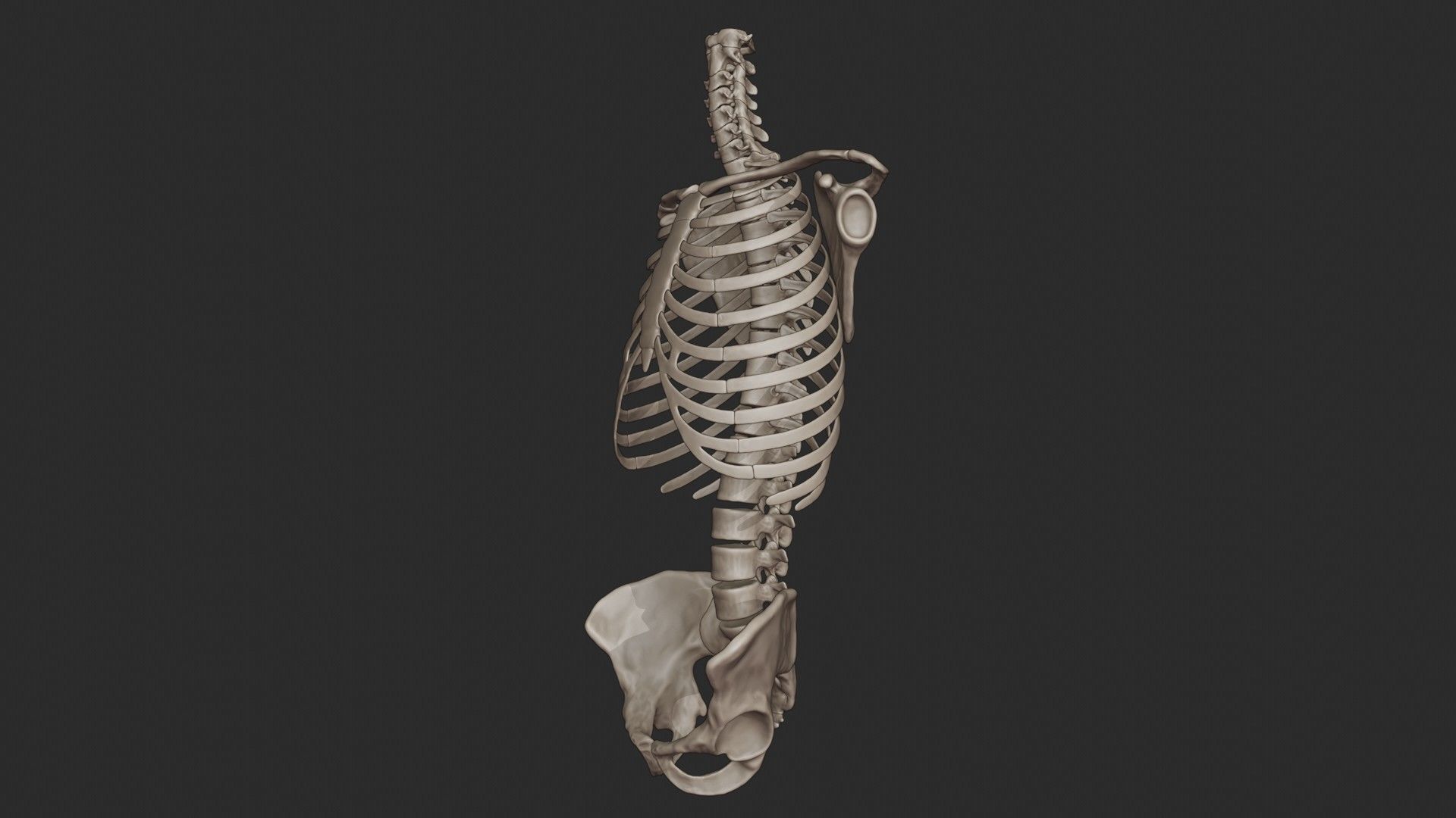 Human Skeletal Torso High Poly 3D model_7