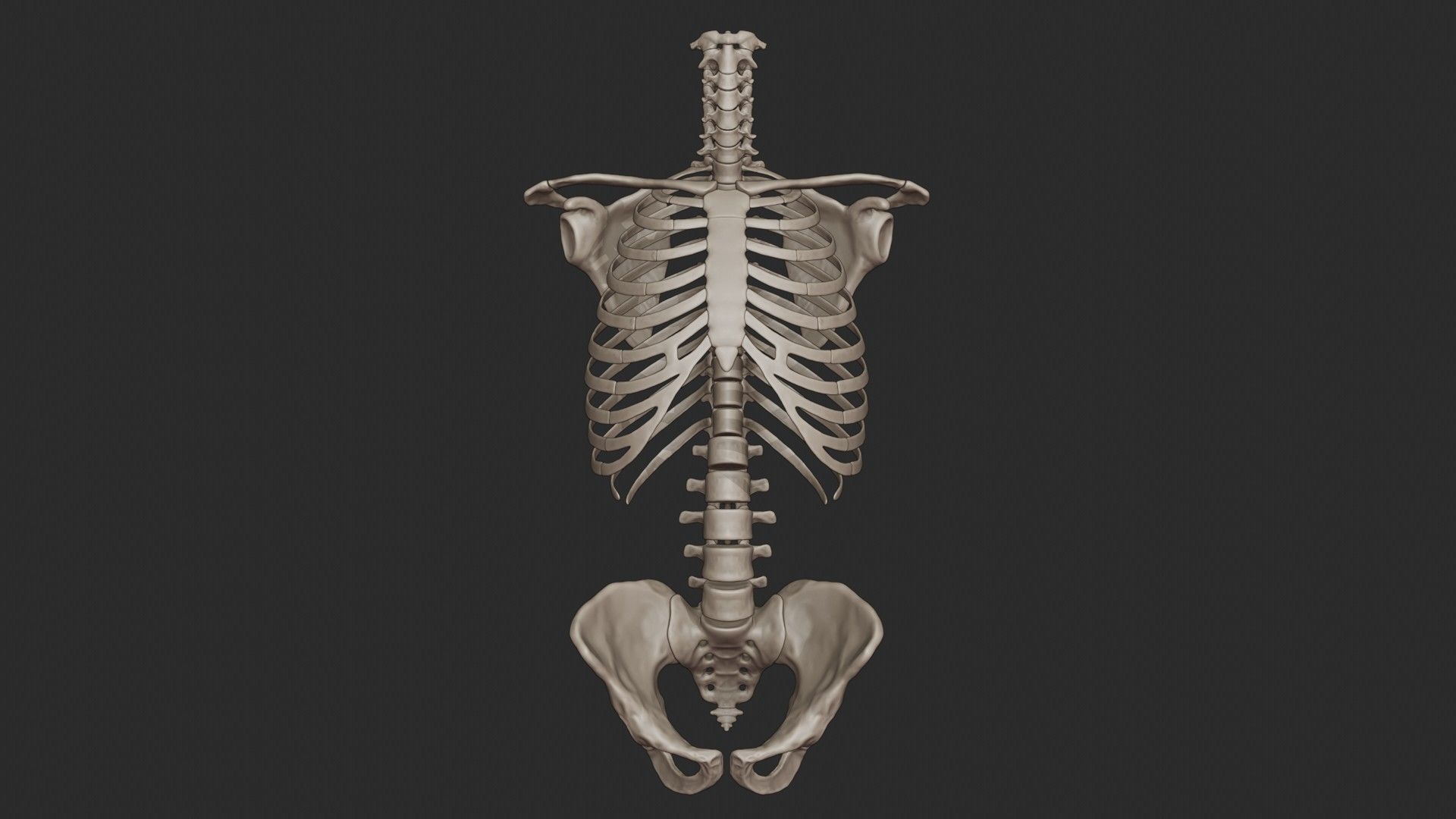 Human Skeletal Torso High Poly 3D model_4