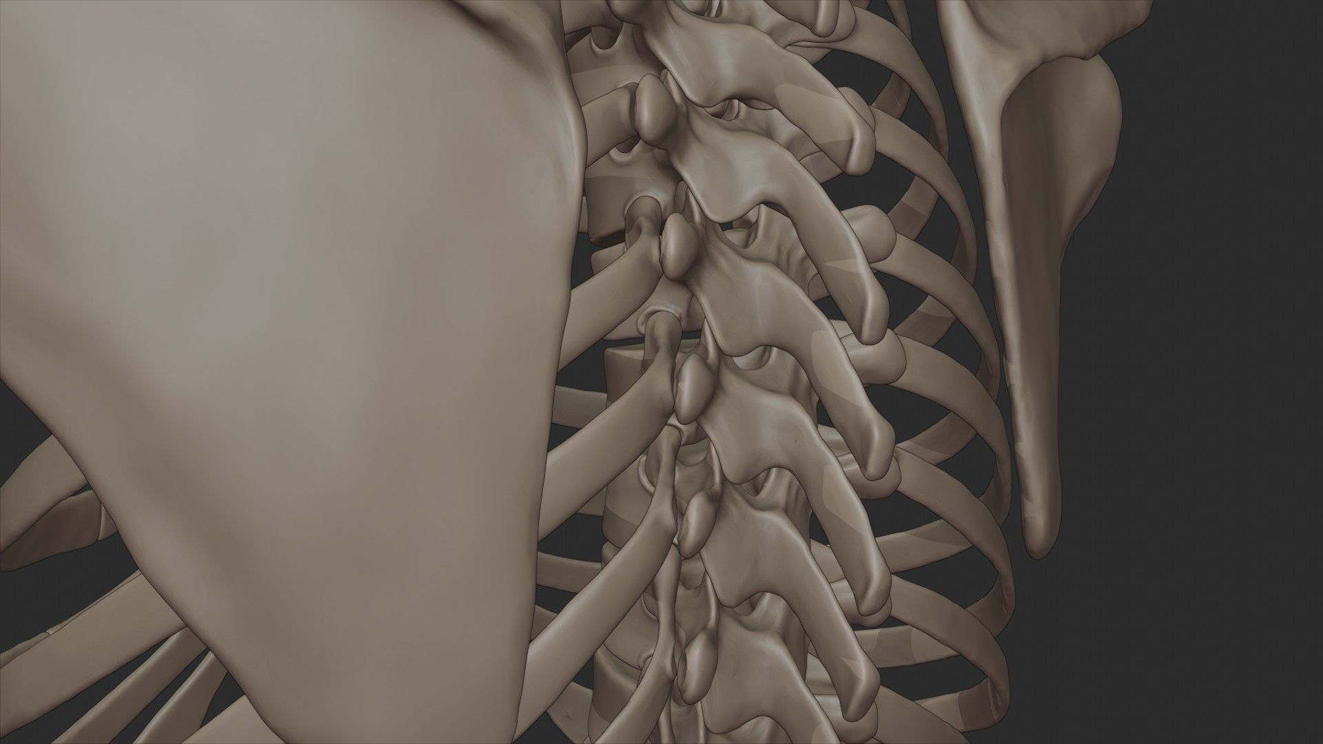 Human Skeletal Torso High Poly 3D model_19