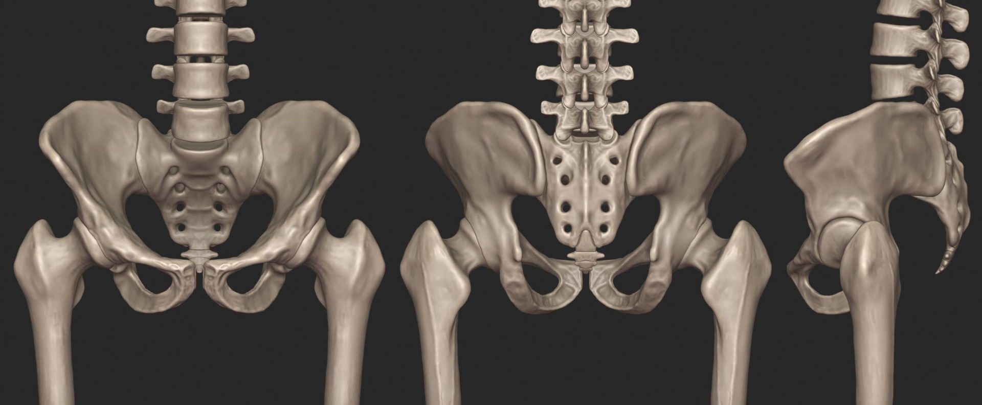 Human Skeletal Torso High Poly 3D model_13