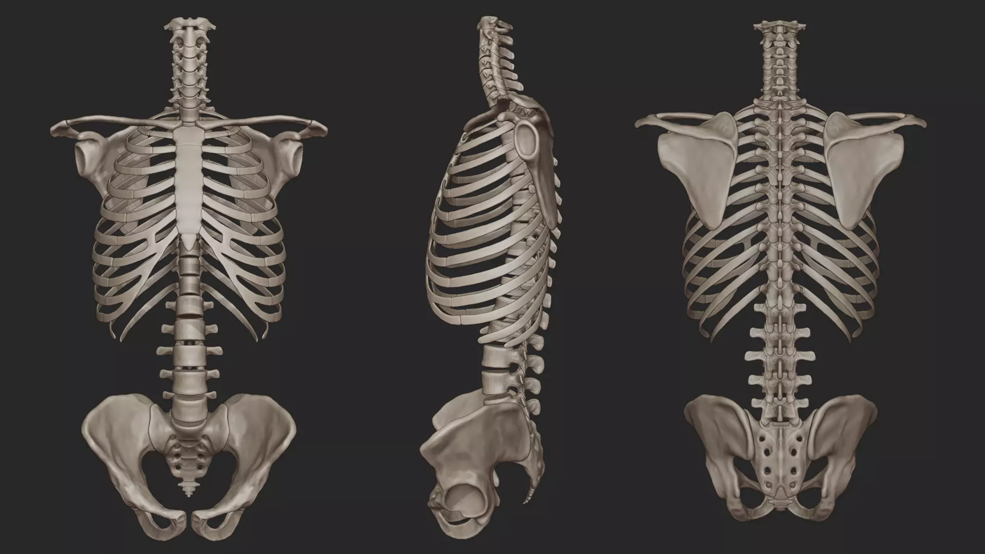 Human Skeletal Torso High Poly 3D model_0