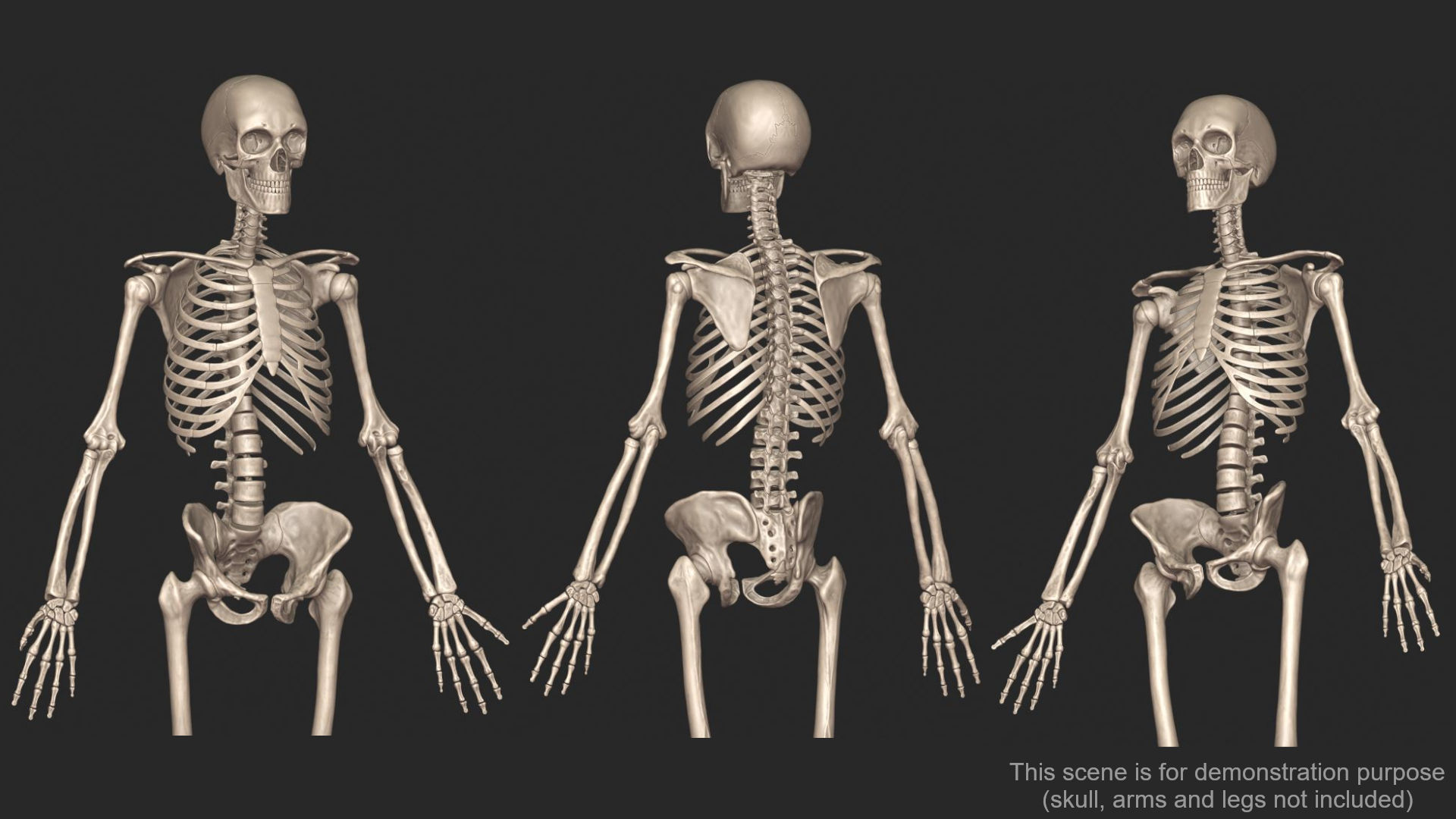 Human Skeletal Torso High Poly 3D model_3