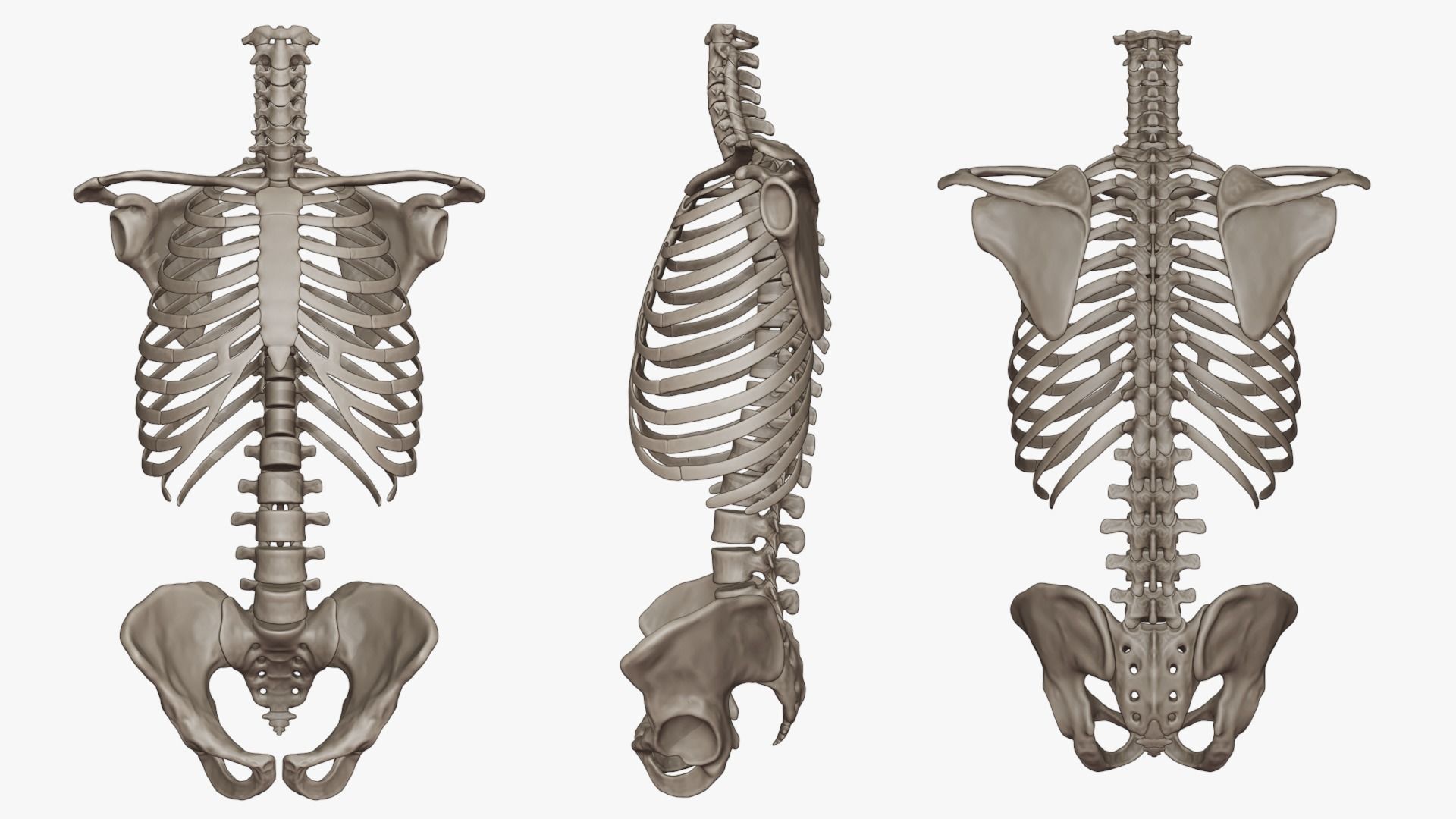 Human Skeletal Torso High Poly 3D model_2