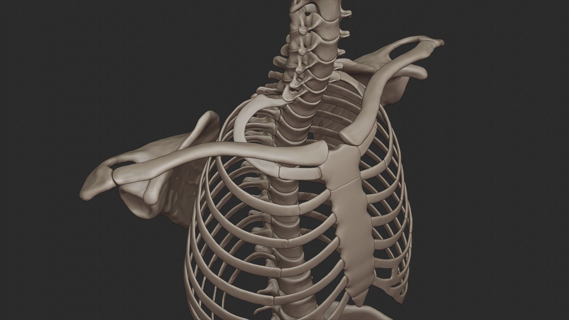 Human Skeletal Torso High Poly 3D model_22