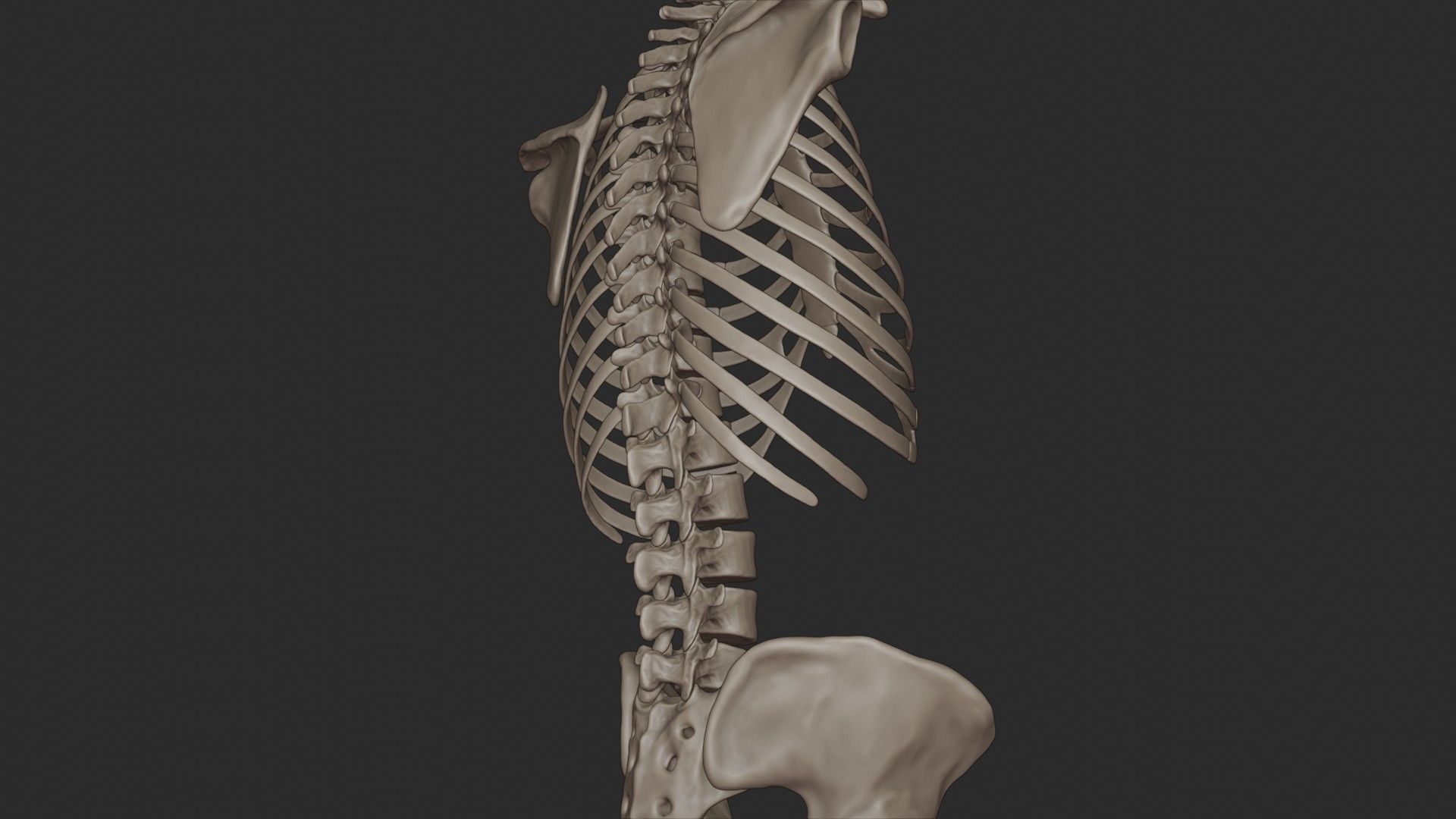 Human Skeletal Torso High Poly 3D model_21