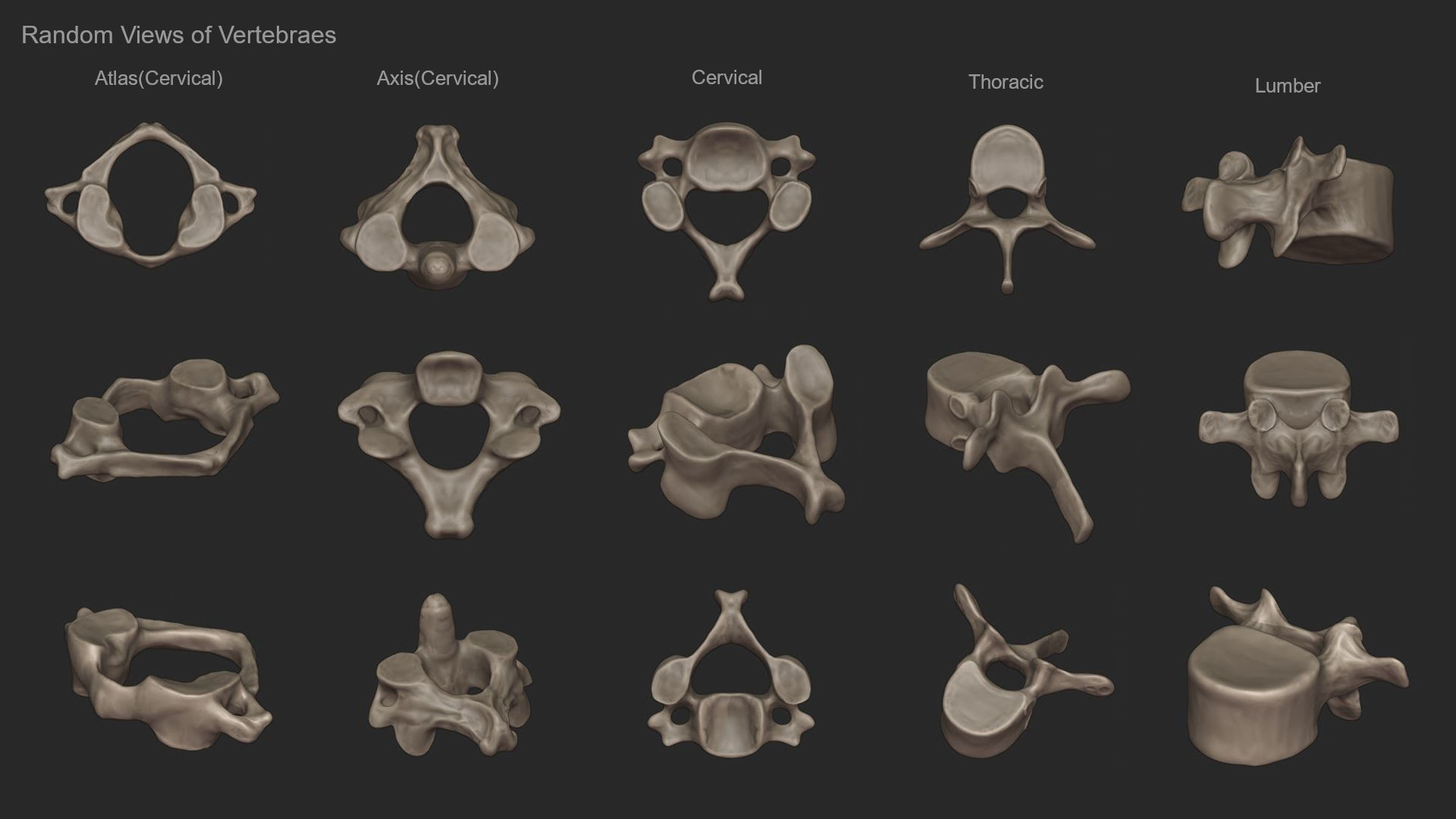 Human Skeletal Torso High Poly 3D model_11