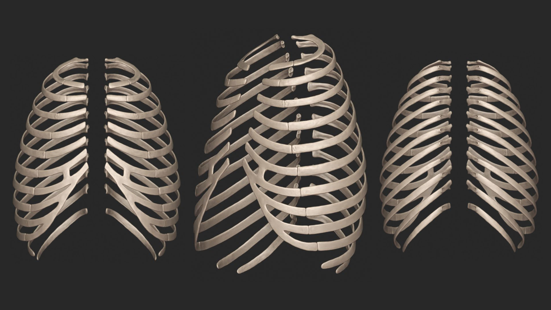 Human Skeletal Torso High Poly 3D model_12