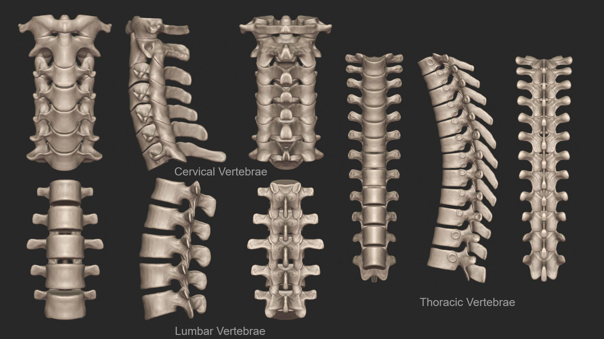 Human Skeletal Torso High Poly 3D model_10