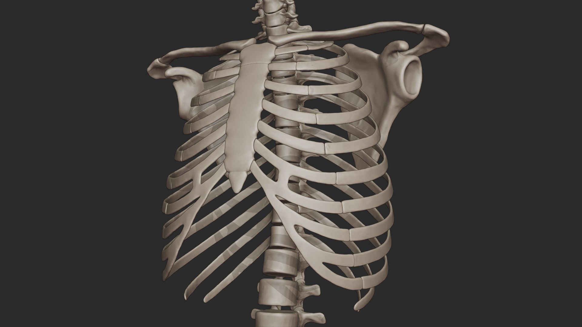 Human Skeletal Torso High Poly 3D model_23