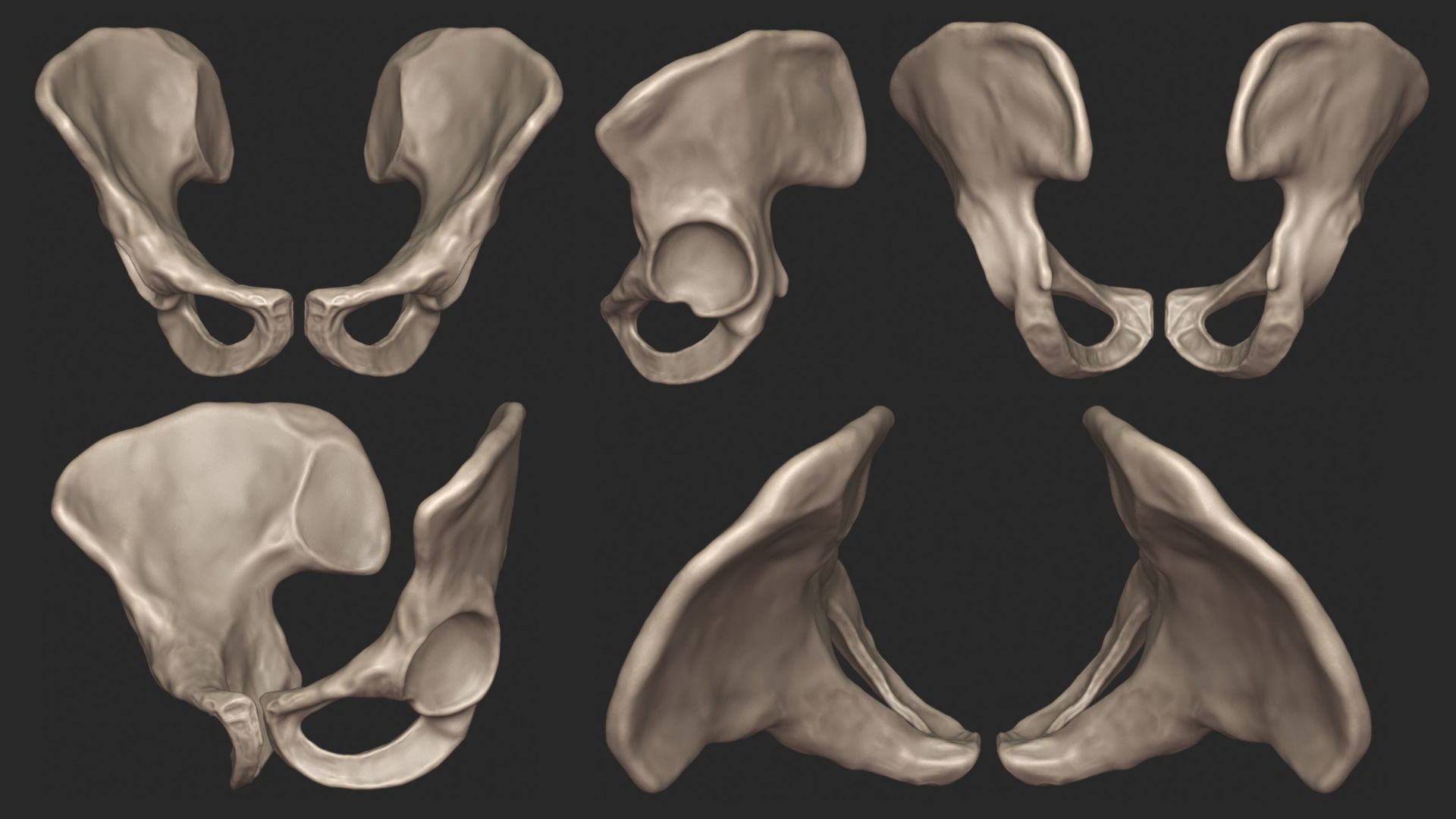 Human Skeletal Torso High Poly 3D model_14