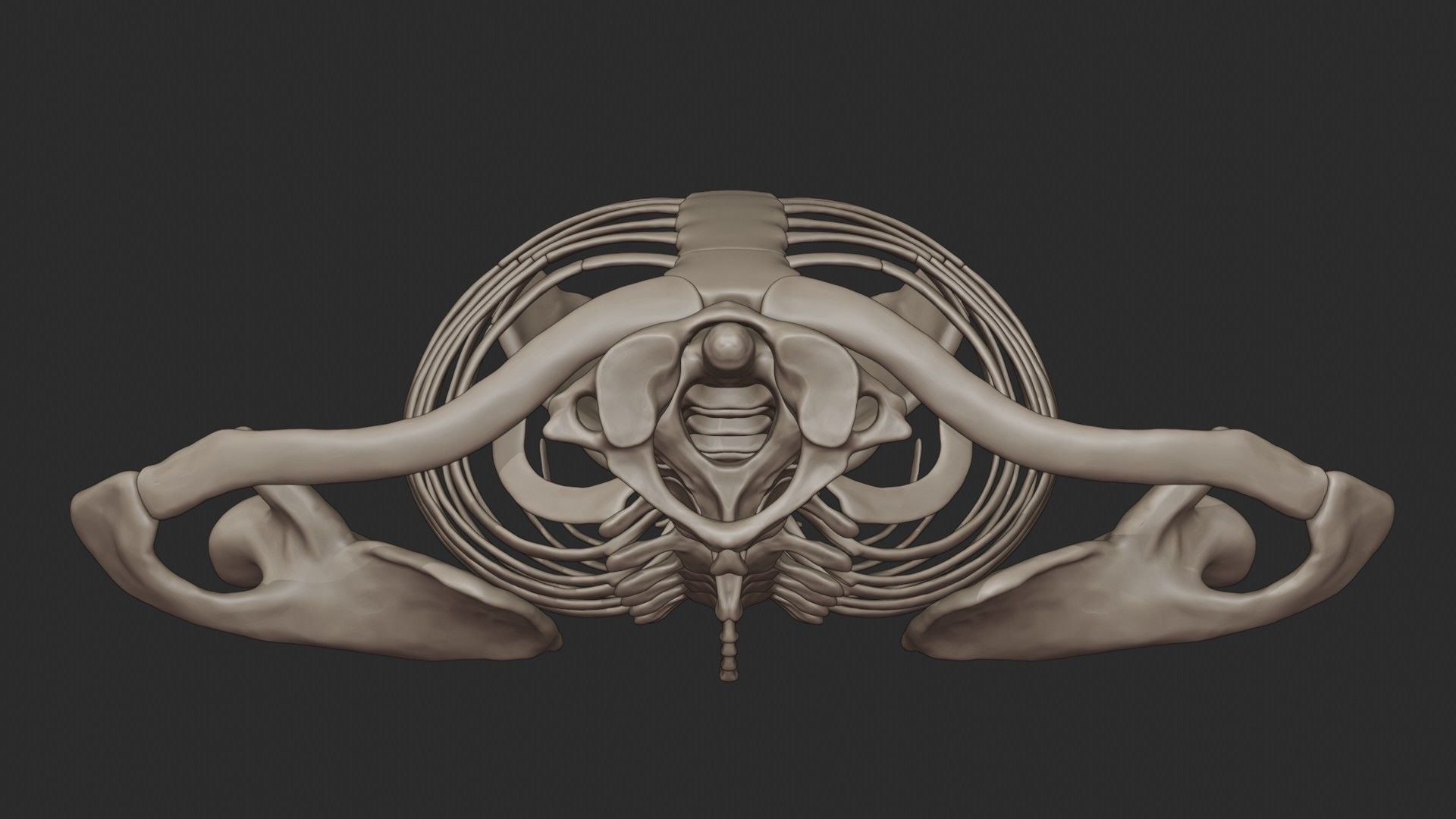Human Skeletal Torso High Poly 3D model_17
