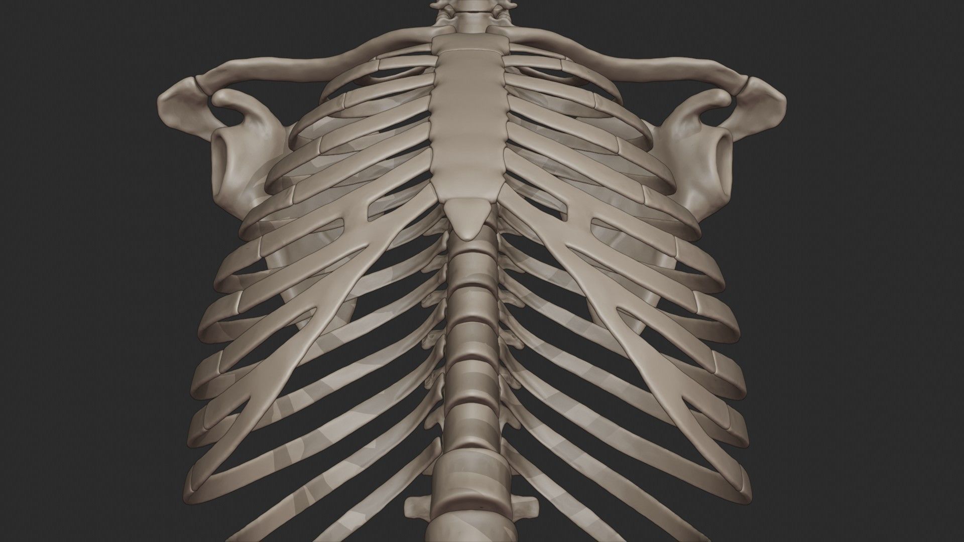 Human Skeletal Torso High Poly 3D model_18