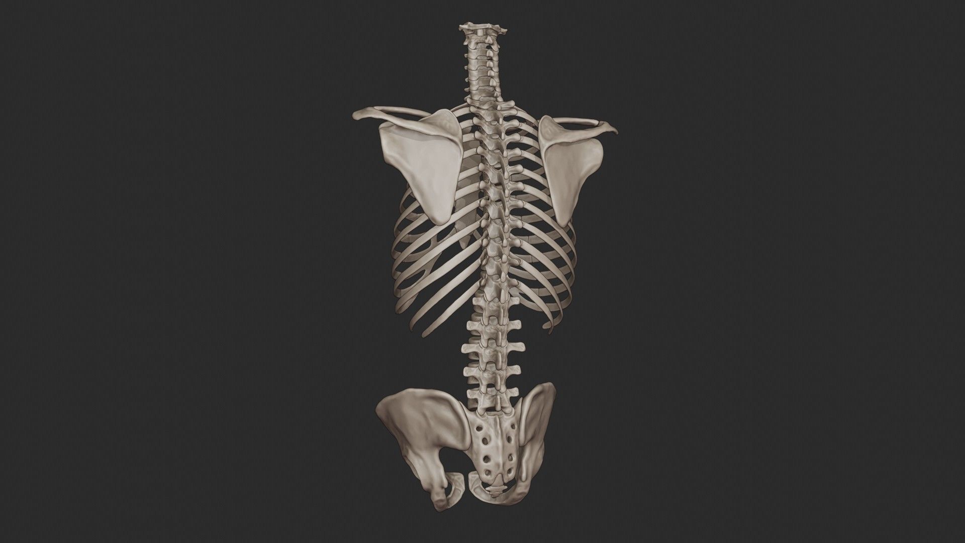 Human Skeletal Torso High Poly 3D model_6