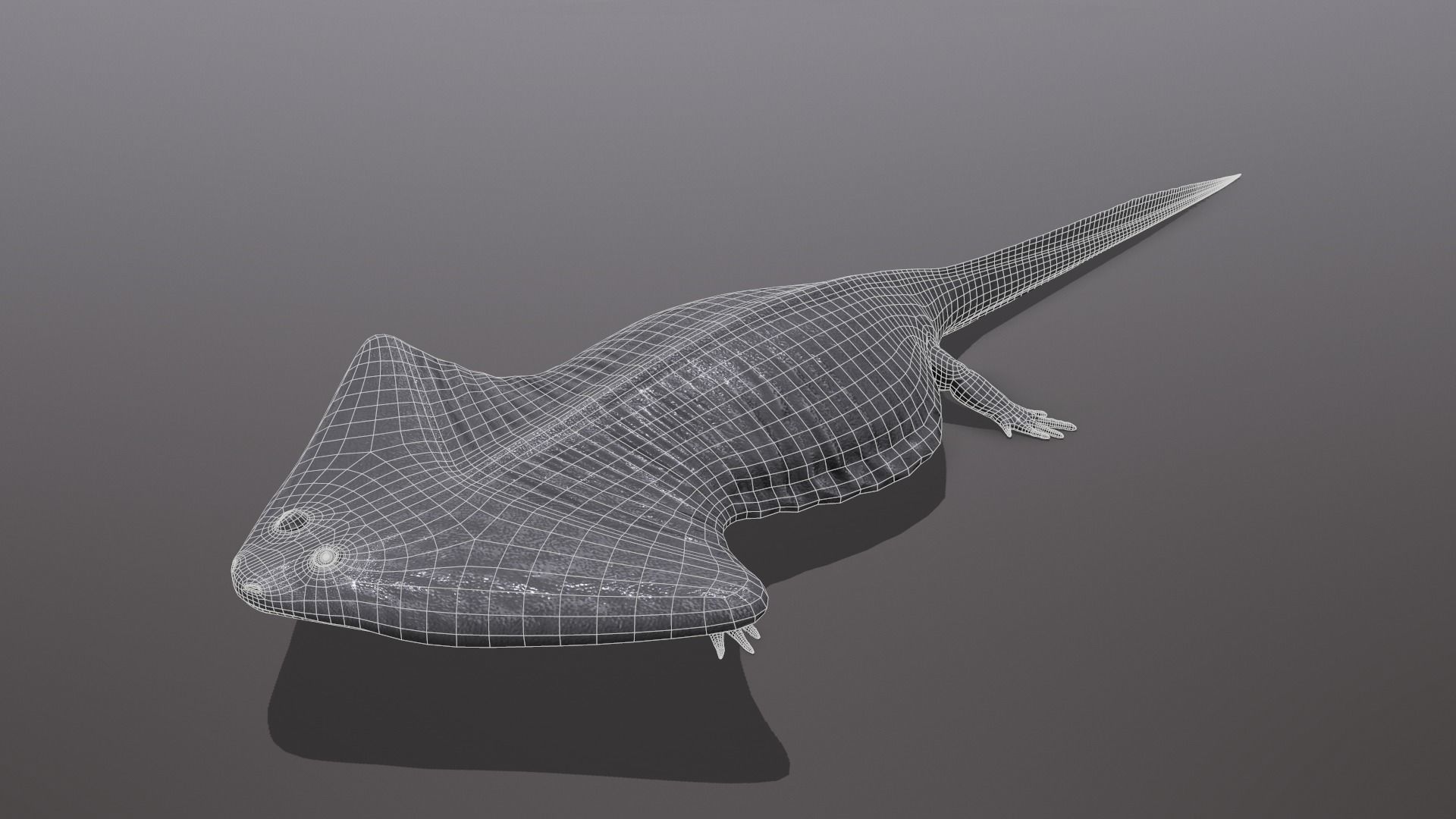 Diplocaulus magnicornis  3D model_5