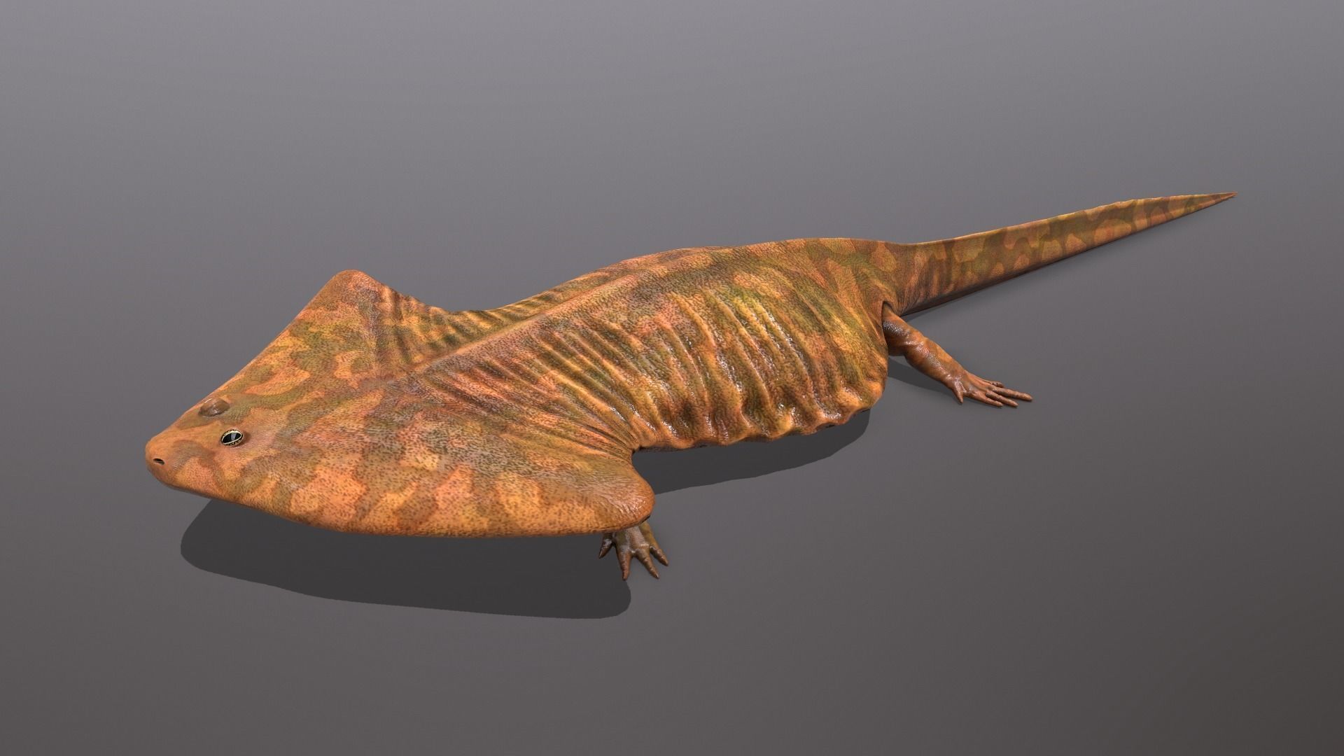 Diplocaulus magnicornis  3D model_2