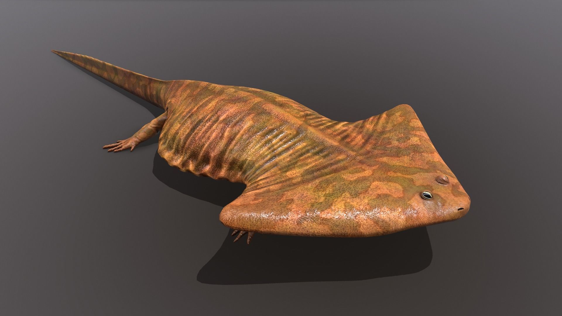 Diplocaulus magnicornis  3D model_3