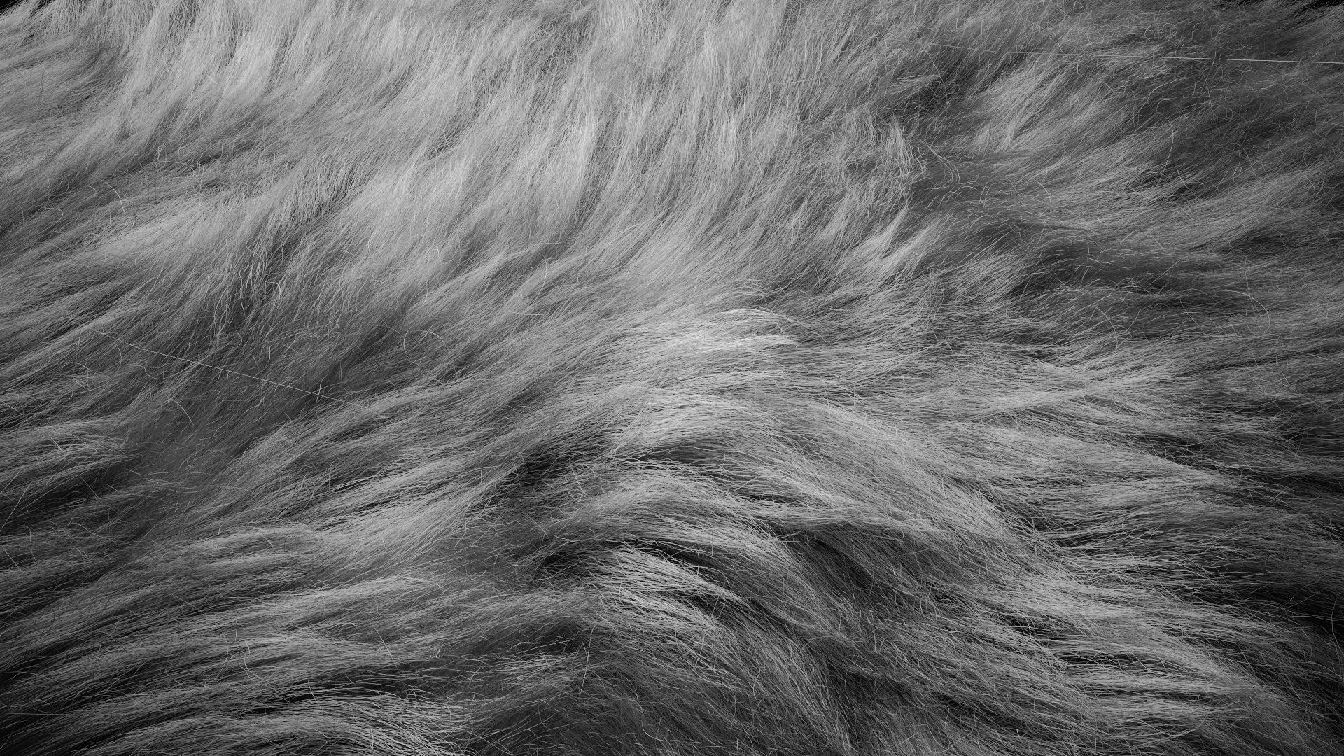 Fur Ornatrix Redshift 3dsmax maya 3D model_11