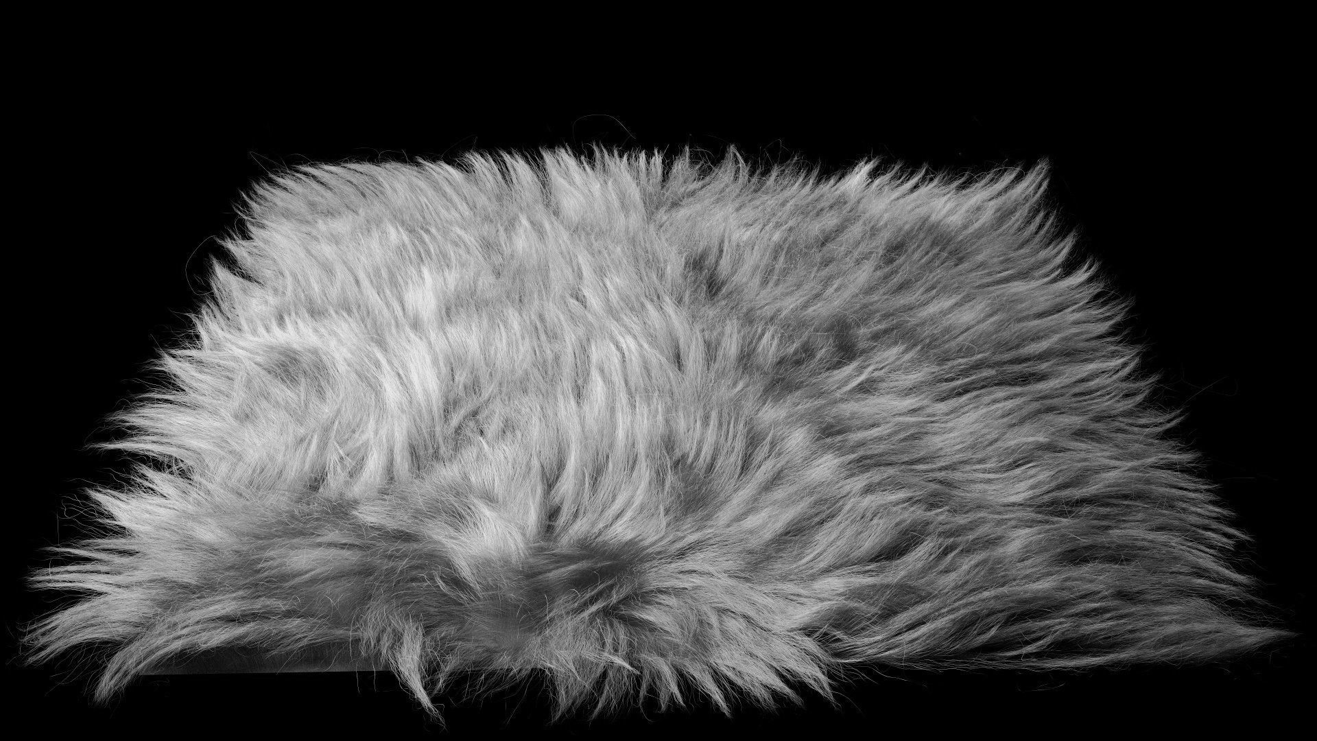 Fur Ornatrix Redshift 3dsmax maya 3D model_14
