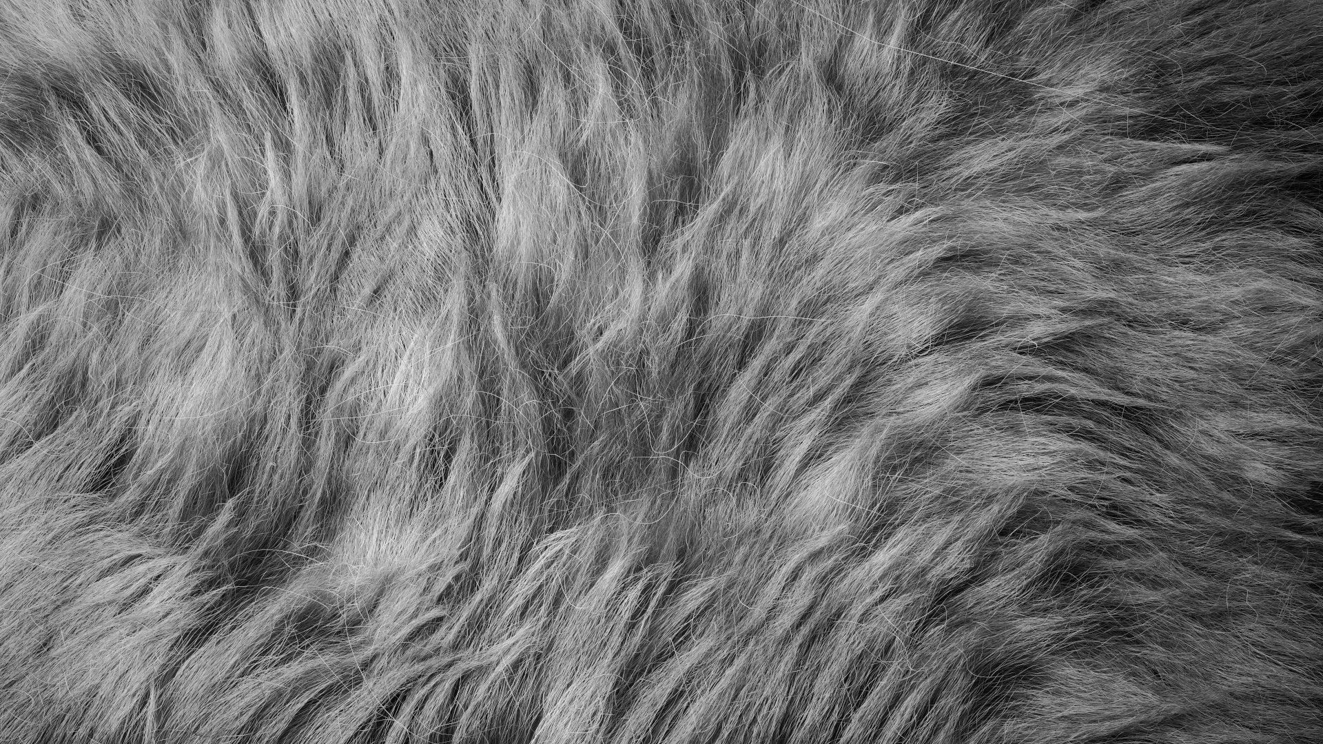 Fur Ornatrix Redshift 3dsmax maya 3D model_12