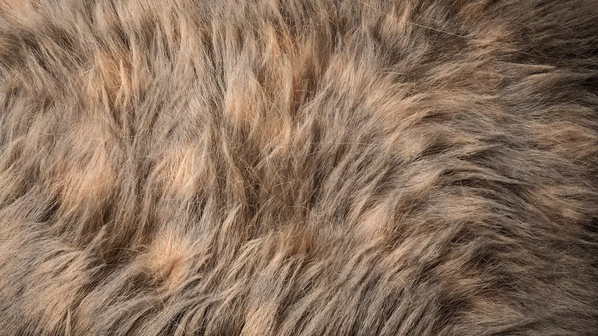 Fur Ornatrix Redshift 3dsmax maya 3D model_0