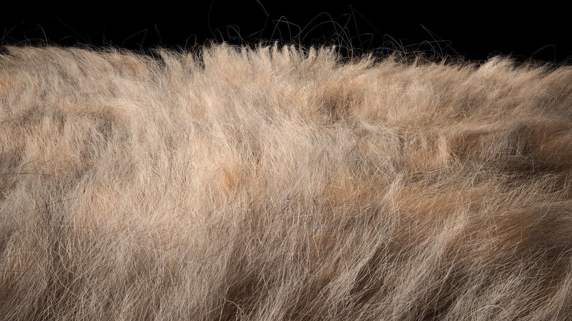 Fur Ornatrix Redshift 3dsmax maya 3D model_10