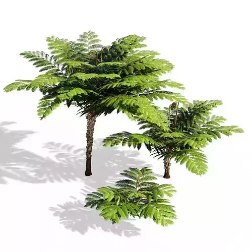 Fern tree
