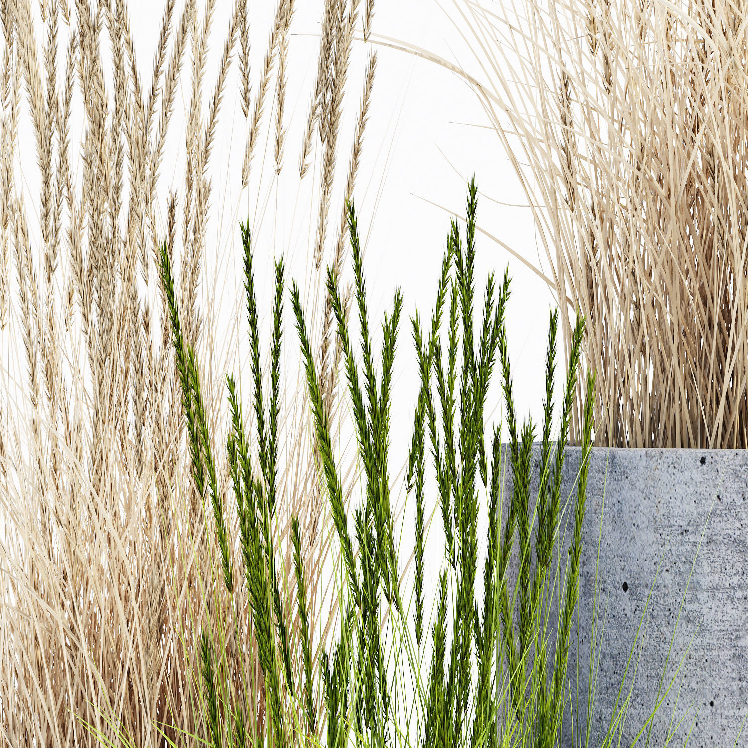 mone four 3D model_5