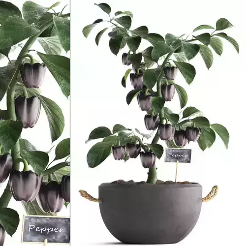 decorative pepper 389