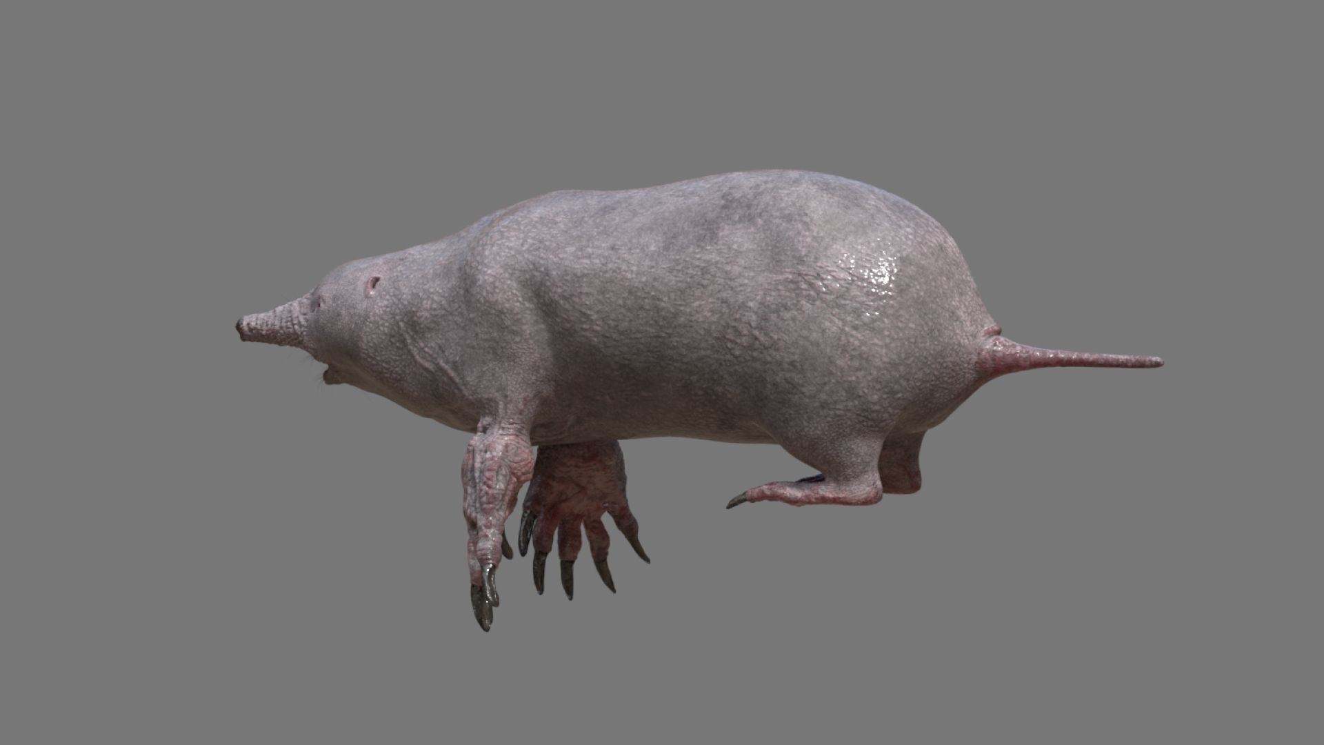 mole skin 3D model_6
