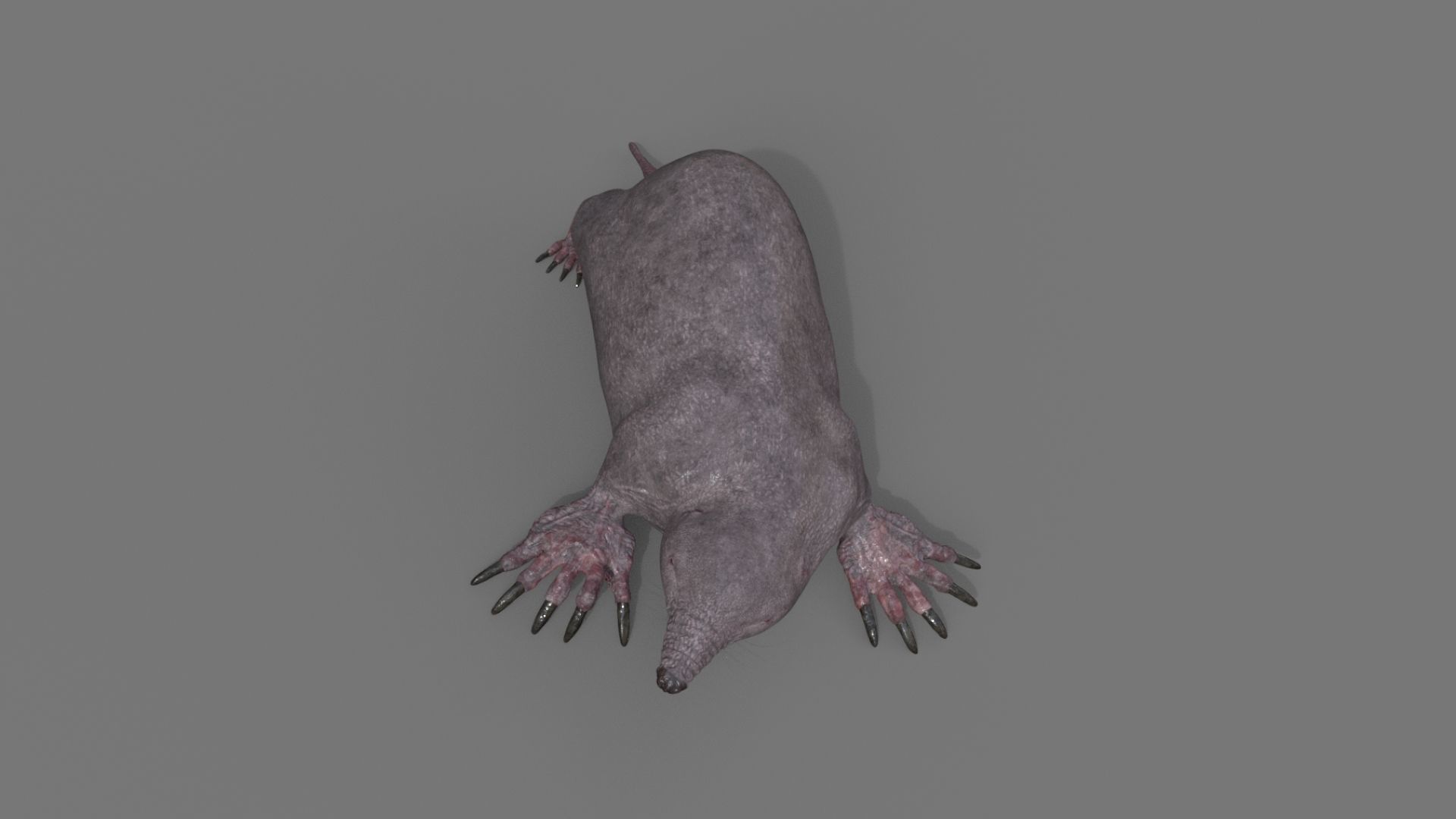 mole skin 3D model_2