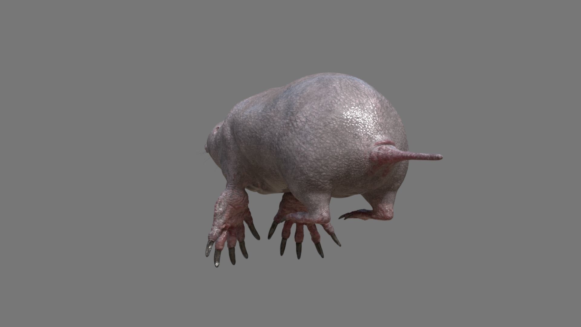 mole skin 3D model_7