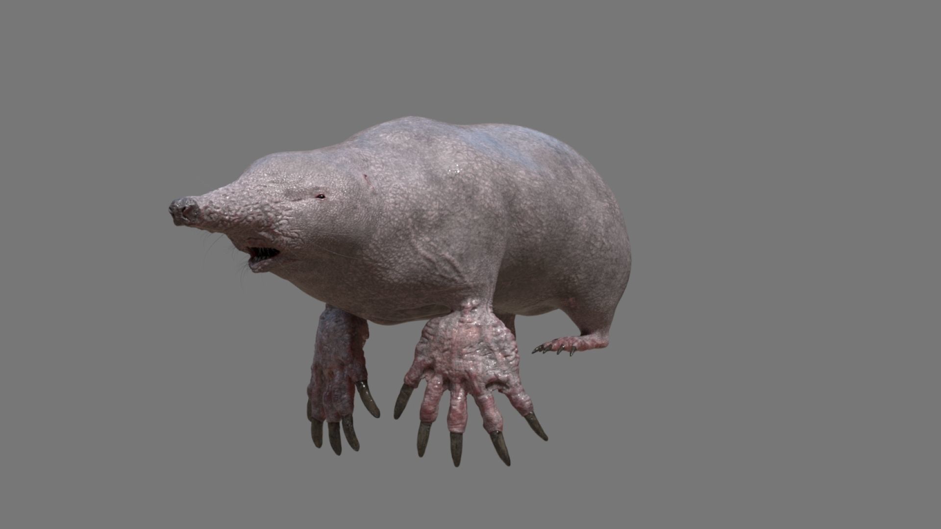 mole skin 3D model_5