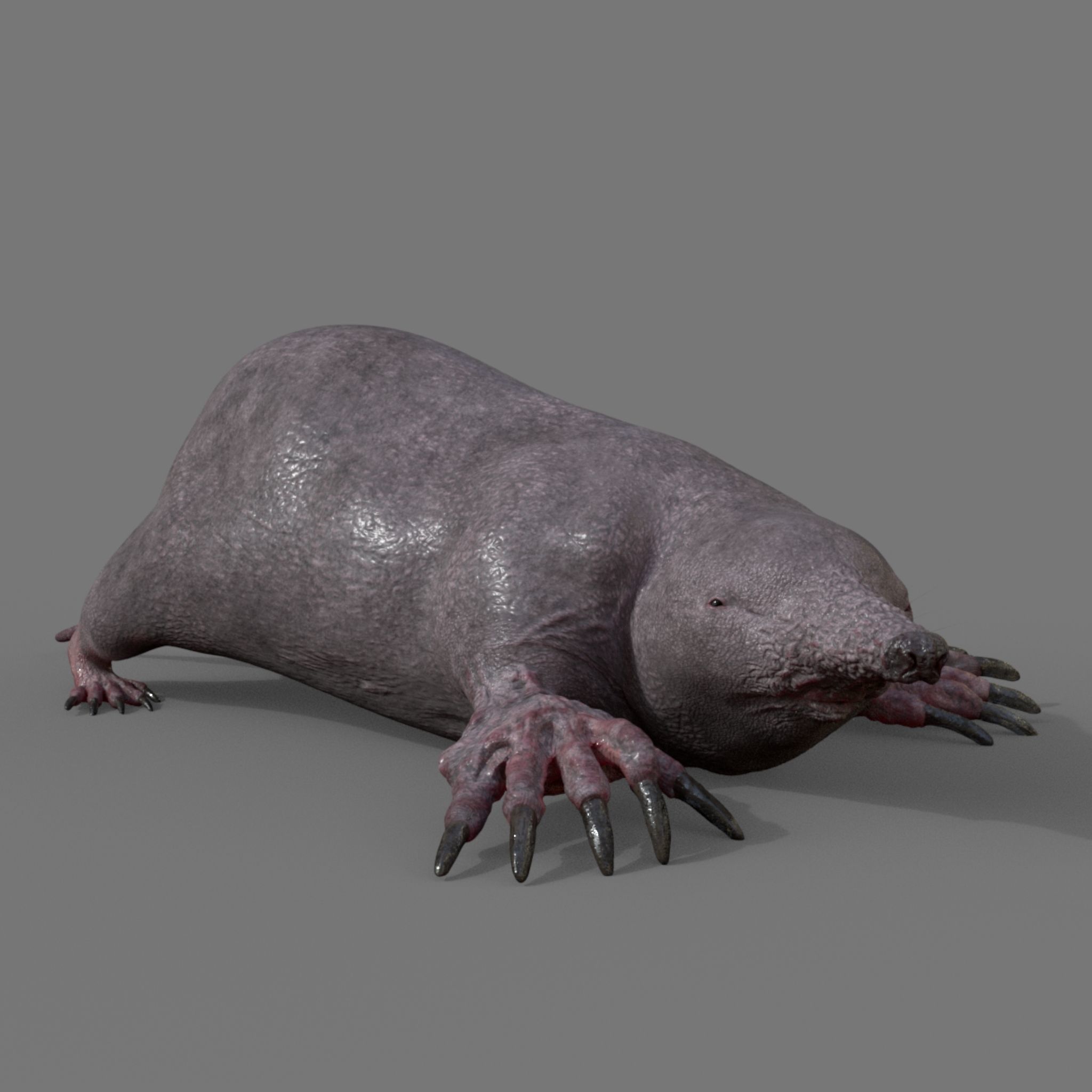 mole skin 3D model_1