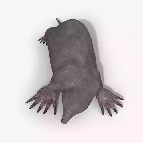 mole skin