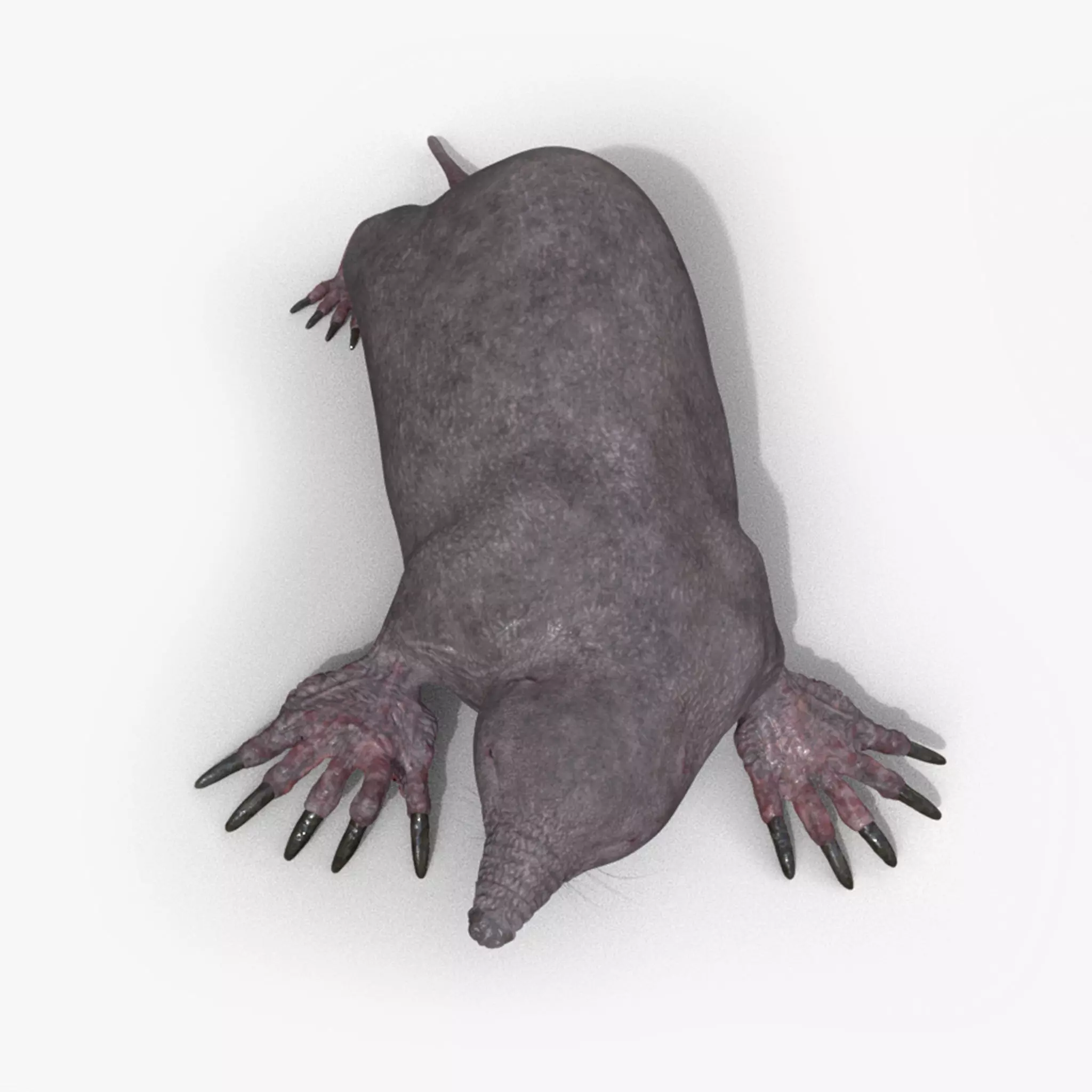 mole skin 3D model_0