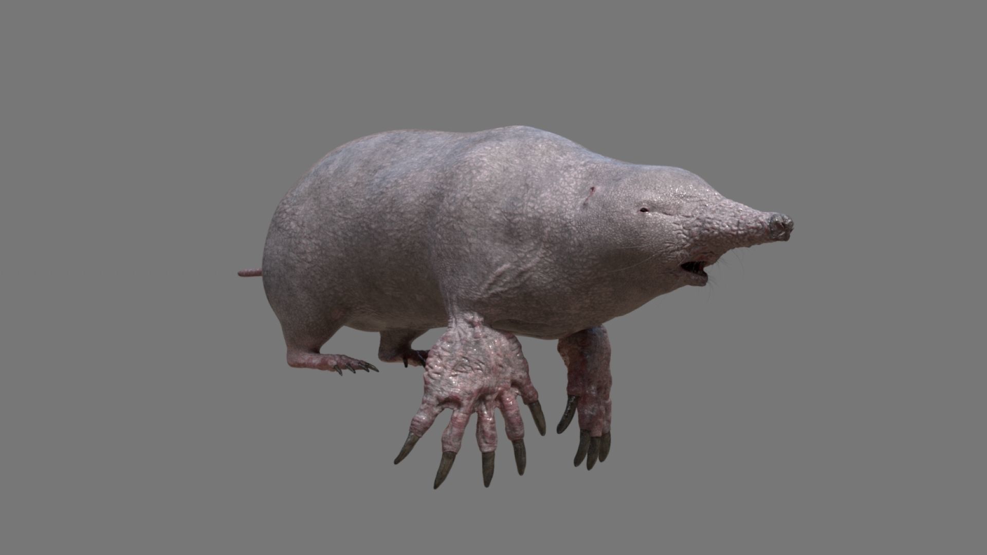 mole skin 3D model_3