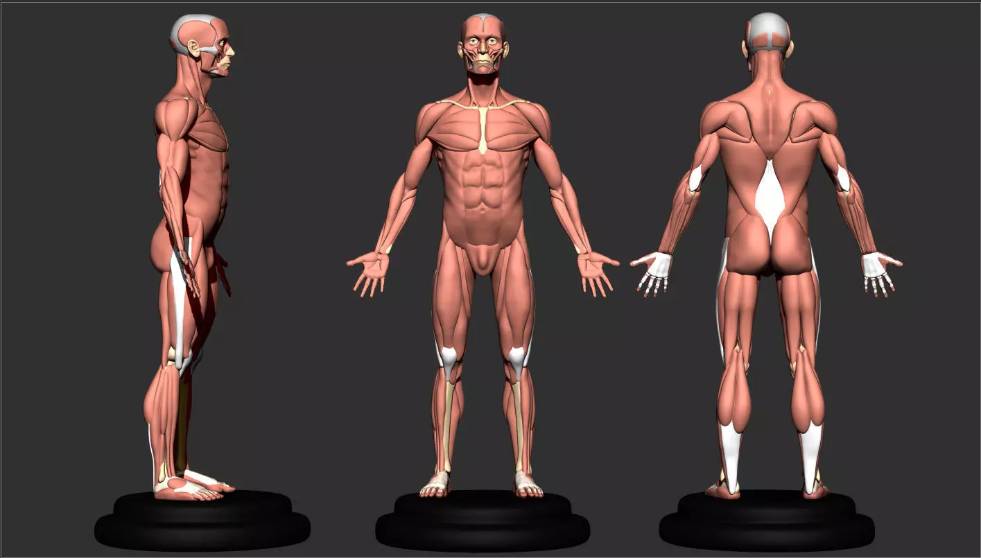 anatomy for sculptor 3D print model