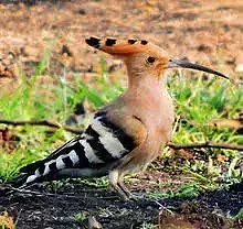 hodhood hoopoe bird