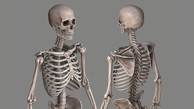 Human Skeleton Caucasian Male Low-poly 3D model