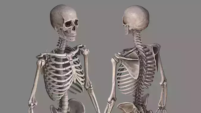 Human Skeleton Caucasian Male Low-poly 3D model