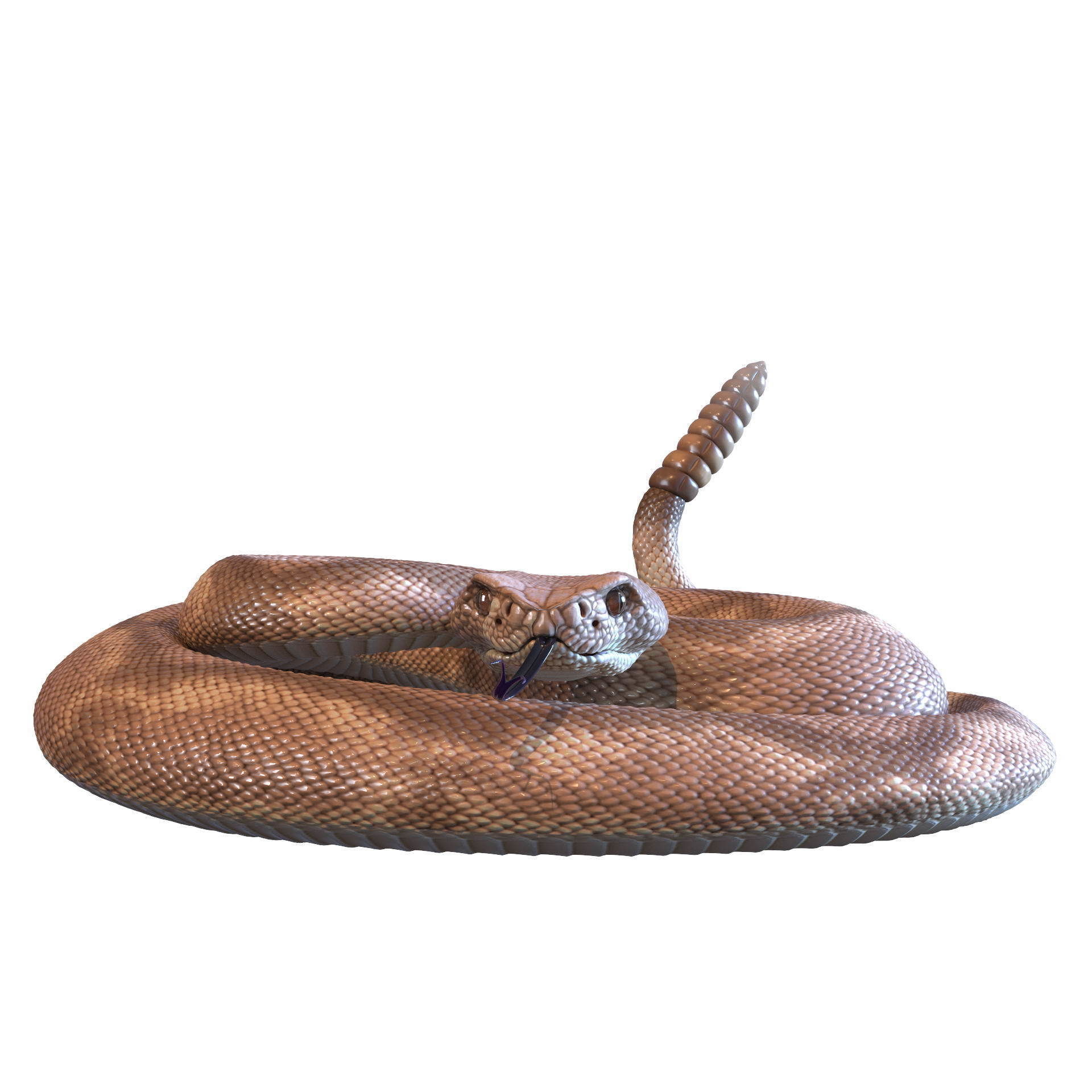 Rattlesnake snake 3D model_43